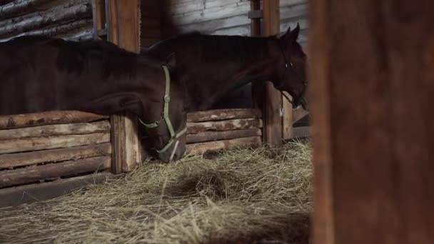 In una vecchia stalla di legno in una stalla due cavalle purosangue mangiano fieno in una giornata autunnale con effetto slow motion — Video Stock