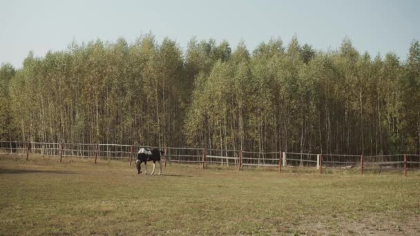 Un elegante caballo manchado pasta en un día de verano en un pasto, cae y juega en la hierba contra el fondo del bosque y el cielo. — Vídeos de Stock