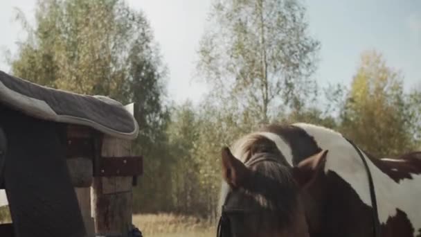 O cavalo sem sela está de pé perto da cerca, onde a sela é removida, e balançando a cabeça de um lado para o outro — Vídeo de Stock