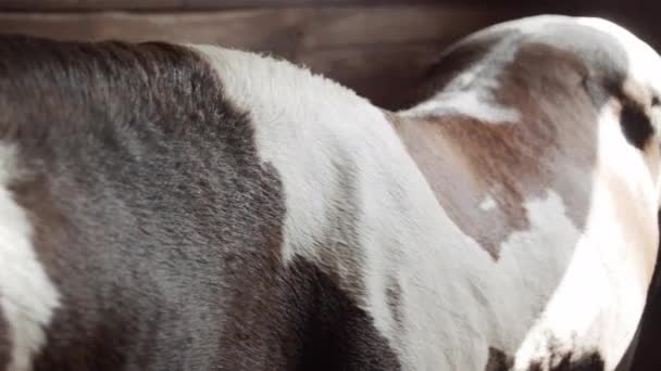 A beautiful spotted horse chews hay in a wooden racetrack stall. Close-up of the mares eye. — Stock Video