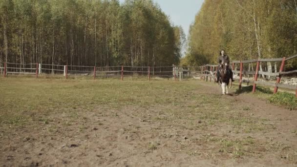 Yavaş çekim, güneşli bir yaz sabahında eyerde bir kadın biniciyle birlikte at koşturuyor.. — Stok video