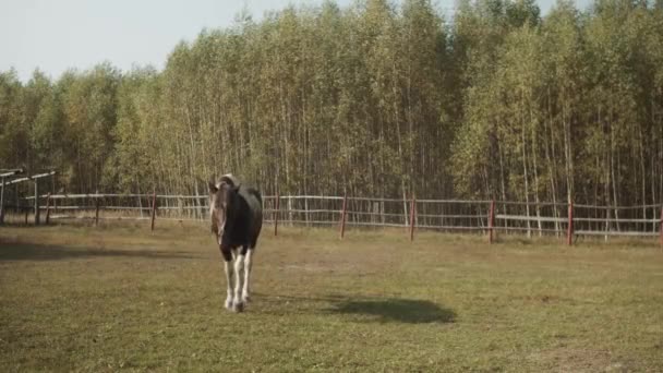Köyde sabahleyin, insansız bir resim. Genç bir at otlakta yürüyor ve kameraya doğru gidiyor.. — Stok video