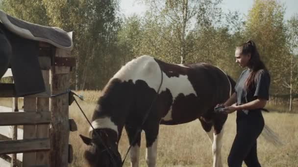 Innan du rider en flicka rengör en hingst häst med en pensel i naturen — Stockvideo