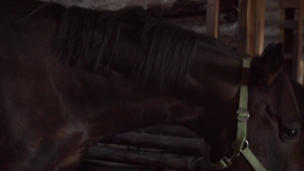 Dois belos cavalos castanhos em pé em uma barraca de madeira na aldeia, comer feno, close-up — Vídeo de Stock