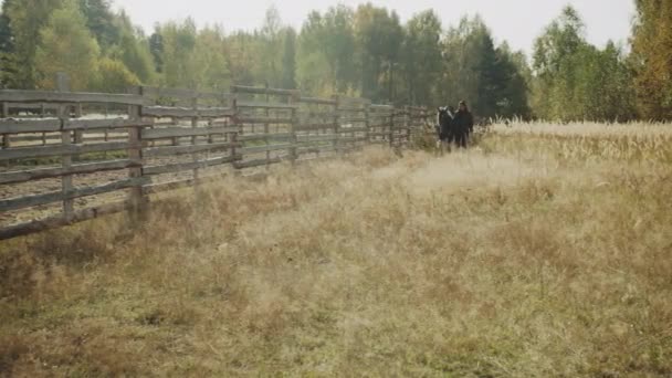 Mladá dívka vede krásného koně podél živého plotu na venkově za slunečného podzimního dne přes vysokou trávu. — Stock video