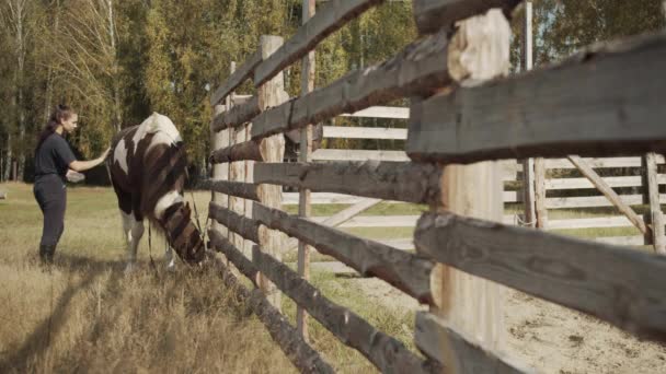 Une jeune femme marié brosse un cheval brun avec des taches blanches près de l'écurie — Video