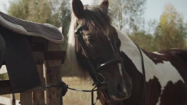 Dans une zone rurale, un cheval se repose dans une écurie, il vient d'être détaché et mis la selle sur une clôture en bois. — Video