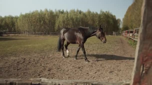 Mutter und Kind füttern ein Bay-Pferd, das an einem warmen Herbsttag auf der Koppel spaziert. — Stockvideo