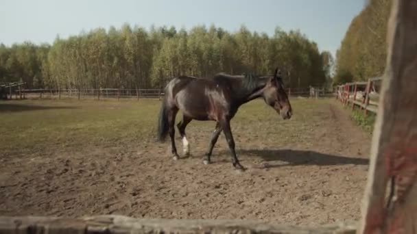 Madre e hijo alimentan a un caballo de la bahía caminando por el paddock en un cálido día de otoño. — Vídeos de Stock