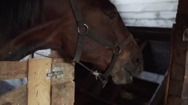 İki güzel kahverengi aygır saman çiğner, ahırda oynar ve homurdanır..