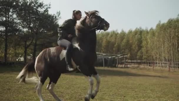 一位年轻勇敢的女骑手骑着马在一个国家教一匹马骑后腿走路. — 图库视频影像