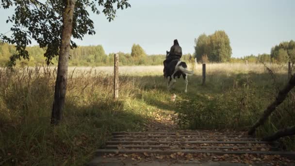 Een roodharig, nieuwsgierig katje is bang voor een paardrijdende vrouw op een houten platform op een paard dat galoppeert in de velden — Stockvideo