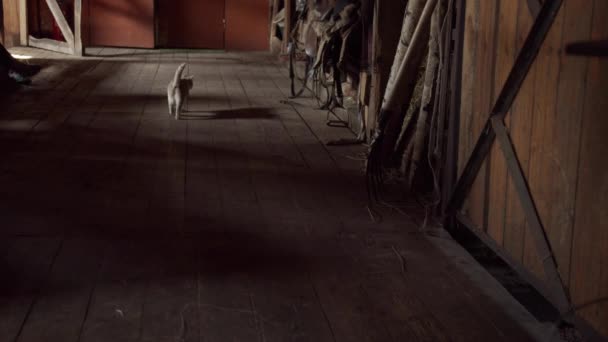 Красивая деревенская кошка ходит по деревянной конюшне и смотрит на то, что висит на стенах — стоковое видео