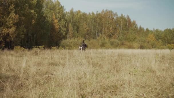 Молодая девушка учится ездить на спокойной и дружественной лошади в поле с высокой травой во второй половине дня — стоковое видео