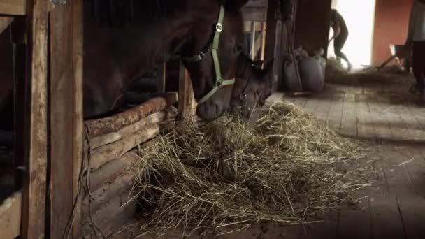 競走馬に仕える馬小屋の従業員の日常生活。二つの新郎は厩舎をきれいにし、馬を養う. — ストック動画