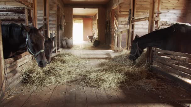 A picturesque shot of a wooden stable with beautiful daylight. Chestnut horses eat hay after a ride with riders. — Stock Video