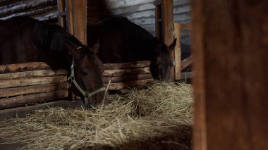 Ahırdaki eski ahşap bir ahırda iki safkan kısrak bir sonbahar günü saman yer.