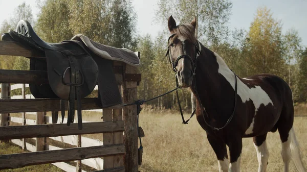 Ao lado de uma cerca de madeira no campo está um cavalo marrom com costas brancas e pernas contra um fundo da floresta — Fotografia de Stock