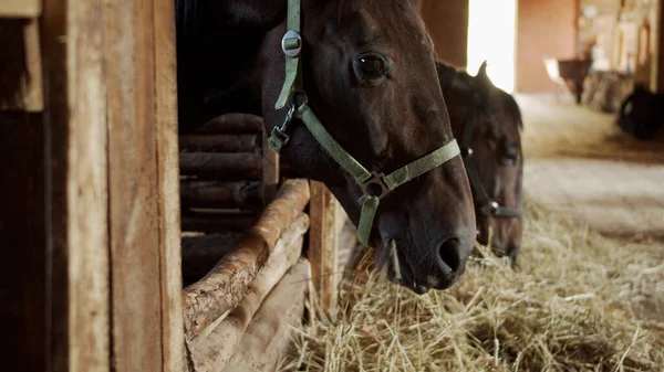 Two gorgeous thoroughbred sorrel horses are eating hay with their heads poking out of a stall in the village stable.