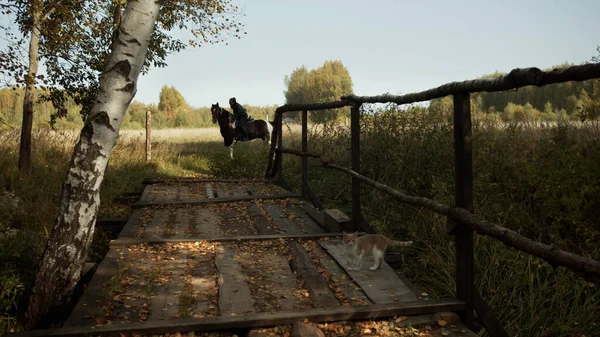 Ciekawy kot skrada się przez drewniany most do dziewczyny jeźdźca siedzącej na koniu na tle naturalnego krajobrazu. — Zdjęcie stockowe