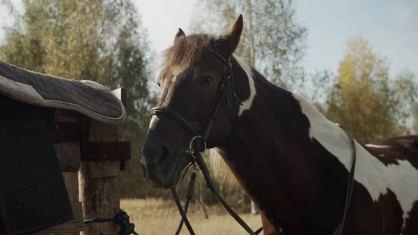 O cavalo sem sela está de pé perto da cerca, onde a sela é removida, e balançando a cabeça de um lado para o outro — Fotografia de Stock