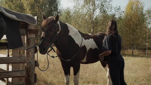 Antes de pegar cavalo montando uma menina limpa um cavalo de garanhão com uma escova na natureza — Fotografia de Stock
