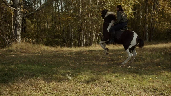 Nos raios brilhantes do pôr-do-sol, uma jovem garota cavalga pela floresta em seu cavalo favorito e coloca o cavalo em suas patas traseiras. — Fotografia de Stock