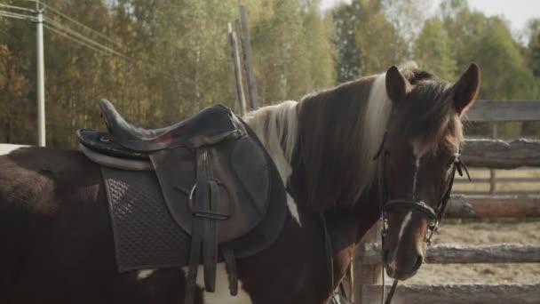 Готовая выгуливать лошадь с седлом на спине тихо стоит в лесу, крупным планом — стоковое видео