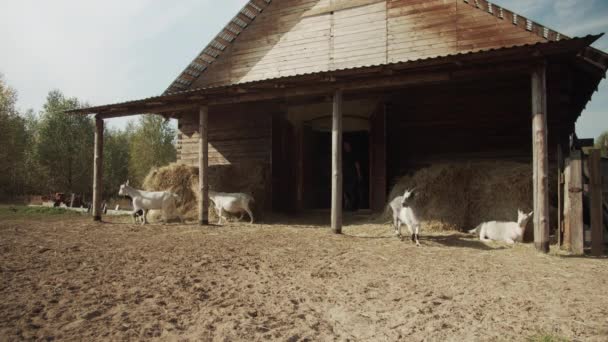 W wiosce kozy pasą się w pobliżu stajni i uciekają, gdy koń jest wyprowadzany ze stajni. — Wideo stockowe