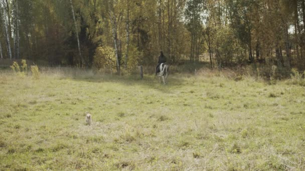 Achteraanzicht van een meisje dat op een prachtig paard in de verte rijdt. Bos herfstlandschap, avondzon en rode kat op de voorgrond. — Stockvideo