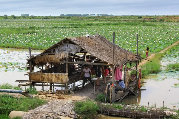 Lotus plantation — Stock Photo, Image