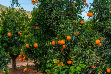 Portakal yetiştirme tarlası, olgunlaşan birçok meyvesi olan ağaçlar. Tarım konsepti
