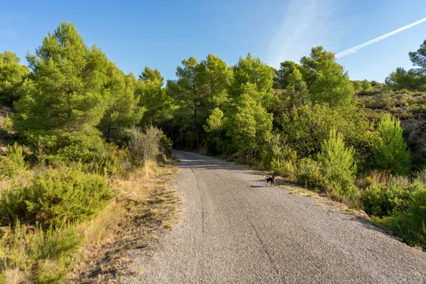 Vista Sendero Rural Que Recorre Paisajes Montaña Localidad Montañosa Algimia —  Fotos de Stock