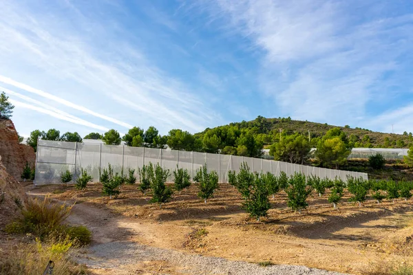 Veld Van Teelt Van Sinaasappelen Bomen Met Veel Fruit Volle — Stockfoto