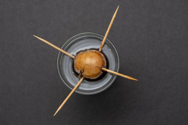 Avocado seed taking root in a glass of water held by four toothpicks. Cultivation concept clipart