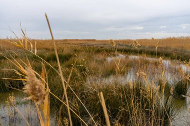 İspanya 'nın Puzol kentindeki La Marjal els Moros' un doğal bitki ve kuş rezervlerine bakın. Doğa konsepti