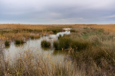 İspanya 'nın Puzol kentindeki La Marjal els Moros' un doğal bitki ve kuş rezervlerine bakın. Doğa konsepti