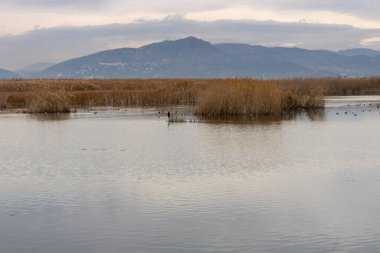 İspanya 'nın Puzol kentindeki La Marjal els Moros' un doğal bitki ve kuş rezervlerine bakın. Doğa konsepti