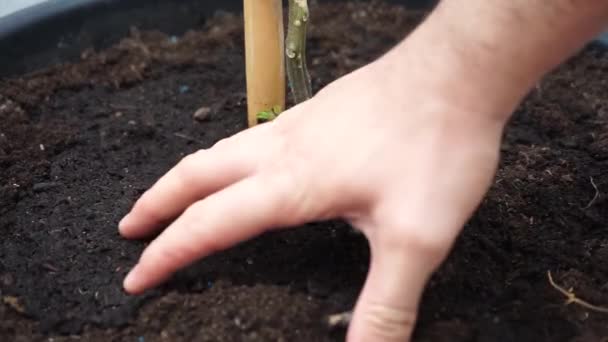 人的手在花盆潮湿的土壤中挖 自然概念 — 图库视频影像