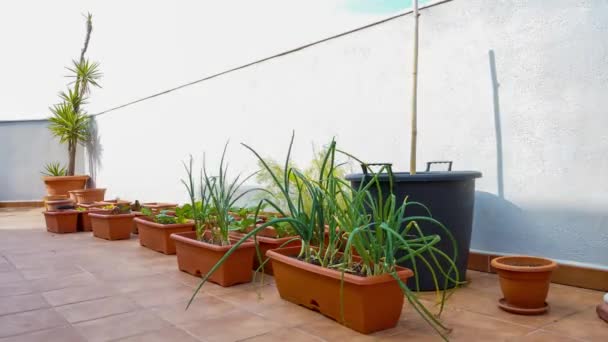 Zeitraffer Eines Urbanen Gartens Auf Der Terrasse Mit Blättern Die — Stockvideo
