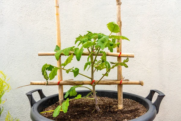 Vista Una Planta Tomate Pleno Crecimiento Unida Por Lazos Rojos —  Fotos de Stock