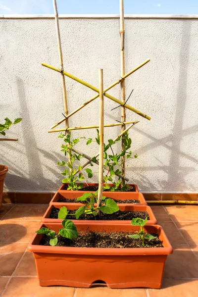 Vista Varias Macetas Plástico Con Pepino Plantas Guisantes Jardín Urbano —  Fotos de Stock