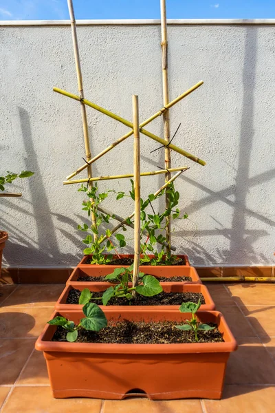 Vista Varias Macetas Plástico Con Pepino Plantas Guisantes Jardín Urbano —  Fotos de Stock