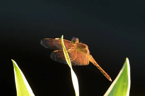 庭の緑の葉に群生するトンボをさまようグライダー パンタラの香り 要旨暗い背景 — ストック写真
