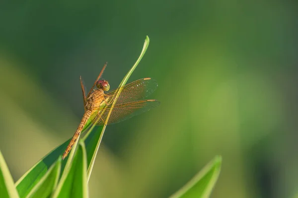 Planeur Errant Pantala Flavescens Libellule Perché Sur Des Feuilles Vertes — Photo