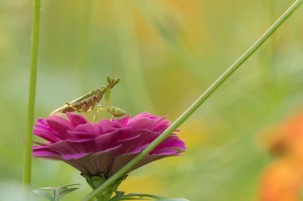 Ένα Creobroter Flower Mantis Στέκεται Πάνω Μωβ Λουλούδι Στον Κήπο Εικόνα Αρχείου