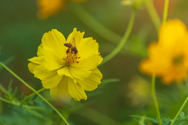 Ασιατική Μέλισσα Apis Cerana Στο Θείο Σύμπαν Cosmos Sulphureus Λουλούδι Royalty Free Εικόνες Αρχείου