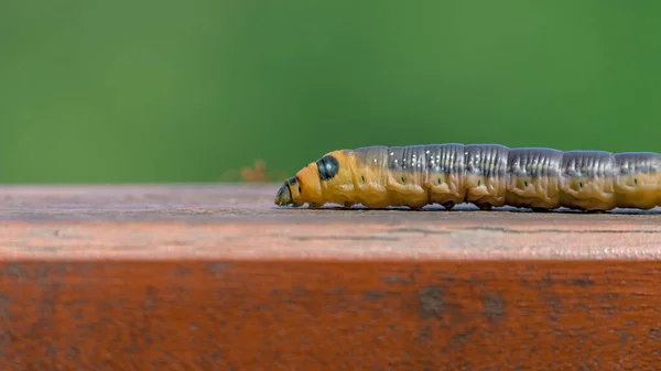 Primer Plano Oleander Hawk Moth Daphnis Nerii Oruga Antes Cachorro Imágenes De Stock Sin Royalties Gratis