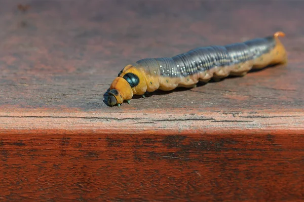 Primer Plano Oleander Hawk Moth Daphnis Nerii Oruga Antes Cachorro Imagen De Stock