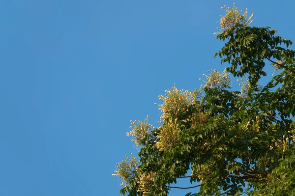 Olhando Para Cima Árvore Cortiça Indiana Millingtonia Hortensis Agianst Céu — Fotografia de Stock